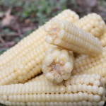 [햇님농장] 괴산 공정임님의 급냉 대학 찰옥수수 : 햇살가득 햇님장터