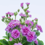 앵초 핑크 파운틴 12cm포트묘 프리뮬라 폴리안나 야생화 노지월동 : 다원나무팜