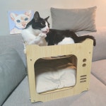 꼬미딜 원목 고양이 숨숨집 강아지집 동굴 텐트 하우스 해먹 방석 포함 : 꼬미딜