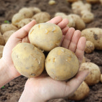 [햇님농장] 햇 개진감자 (특) 3kg/5kg : 햇살가득 햇님장터