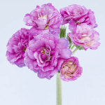 앵초 핑크 파운틴 12cm포트묘 프리뮬라 폴리안나 야생화 노지월동 : 다원나무팜