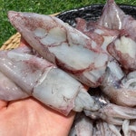 생물 급냉 한치 총알한치 통찜한치 초코한치 500g 1kg : 올푸른푸드