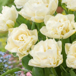 [한국원예종묘]튤립-노스 캡 : 한국원예종묘 농업회사법인