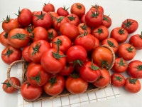 산지직송 최상급 완숙 찰 토마토 2.5kg : 굿모닝팜토마토