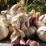 [햇님농장] 황토 무안 통마늘 : 햇살가득 햇님장터