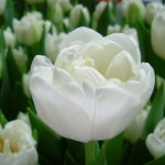 [한국원예종묘]튤립-노스 캡 : 한국원예종묘 농업회사법인