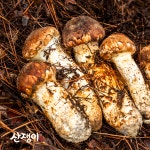 자연산 송이버섯 경남 거창 가북 송이 : 정가네 시골이야기