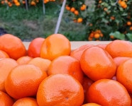 제주 감귤 산하홍 고당도 감귤 빨간귤  홍귤 농장직송 5kg : 호야네달콤농장