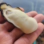 서해안굴 하프셀 하프쉘 통영 여수 각굴 구이 석화 생굴 : 다온food