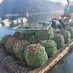 산지직송 제철 통영 석화 3kg 5kg 10kg 세척굴 굴구이 각굴 석굴 굴찜 캠핑 : 바다왕수산