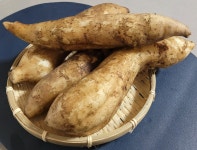 [평창]직접 재배한 쥬스용 야콘 5kg (부러짐있음) : 평창야콘농장