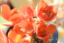 환엽 수연대품 다육식물 농장 포트 특이한 귀한 묵은 군생 고급 희귀 키우기쉬운 다육이 꽃 : 핑키다육