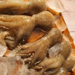 주꾸미 쭈꾸미 1kg 제철 냉동 활 : 자연애수산