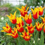 [한국원예종묘]튤립-파이어윙스 : 한국원예종묘 농업회사법인