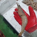 생물대하 생 서해 자연산 대하 생물 새우 1kg : 다온food
