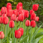 [한국원예종묘]튤립-레드 임프레션 : 한국원예종묘 농업회사법인