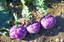 제주 콜라비 산지직송 3kg 외 2종 : 삼남매제주 농장