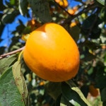 해풍맞은 대봉감말랭이 : 동해약초꾼