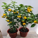 유주나무(열매가 주렁주렁해요)높이 60~85cm : 범수농장