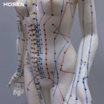 신체 침술 모형 경락 침구형 자리 인간 여성 근육 단일상품 : 삼육오 핫딜마켓