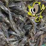 [흑새우] 토종 국내산 민물새우 500g / 1kg 김장용 줄새우 새뱅이 토하 새우탕 : 정림새우농장