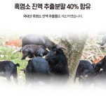 하모니웰 자연방목 흑염소 진액 산야초 석류 복합정 60정 (2개월분) 부모님 영양제 선물 : 뮤소담
