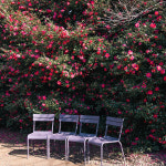 제주 카멜리아힐 +조안베어뮤지엄& 낙타트래킹& 자연인족욕 / 제주 여행 수국 동백 핑크뮬리 : WEPICK