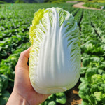 알배추 쌈배추 겉절이 김치 1kg : 호랑이장터 농업회사법인
