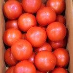 65년 전통 신신상회 완숙토마토 5kg 박스 [가락도매시장] : 허우적 장보기