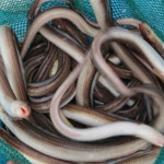 국내산 자연산 바다장어 1kg 손질 2-3미 대사이즈 : 뚱띠푸드