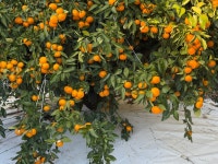 14브릭스 제주감귤 타이벡 타이백 불로초 노지 조생 꼬마귤  3kg 5kg 10kg : 제주미영이네