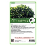 모감주 나무 씨앗 1kg 조경 과수 수목 종자 씨 다농 : 늘품씨앗