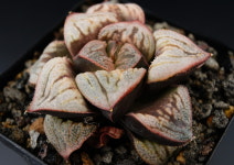 [하월시아 백양좌(아리에스) ] 241123  아프리카식물 농장 에이플랜트 코덱스 caudex 구근식물 괴근식물 선인장 : 에이플랜트