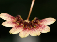 Bulbophyllum lepidum.벌보.레피덤.인디안추장머리장식모양의꽃.꽃이 특이합니다.예쁜꽃특이모양.인기상품.벌브동그란모양.고급종.... 