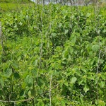 친환경 건조 모시뿌리 600g 자연건조 국내산 건강 : 웃골농원