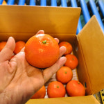 제주 홍매향 홍미향 홍귤 썬레드 레드귤 동백향 미하야 당도높은 신품종 고당도 빨간 귤 : 합리적 쇼핑몰