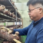 참송이버섯 선물세트 : 정상참송이농장