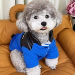 멍케어 강아지 겨울옷 애견 패딩 겨울 대형견 조끼 : 멍케어