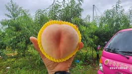 영천 은희복숭아 말랑이복숭아 명품 3kg : 별빛촌농장