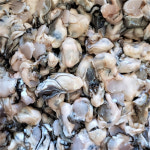 제철 최상급 깐 세척 생굴500g : 연희수산