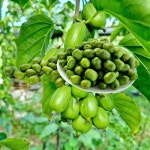 토종 다래 중과/대과 2kg 자연산 야생 청하다래농원 : 청하다래농원