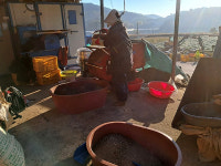 2024년 수확한 국산 햇들깨 신토불이 들깨 1kg - 은산 탁구네농장 : 오번리 탁구네농장