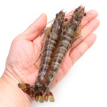 자연산 선동 제주 보리새우 오도리 10마리 횟감가능 : 새우몰