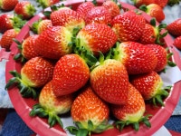 햇살조은농장 진주 금실딸기 가성비 좋은 1kg 다라 특사이즈 : 진주시장