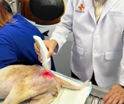 아픈 고양이 강아지 레이저치료기 슬개골탈구 목 경추 허리 디스크 재활 월 대여 상품 : Bormi Medical