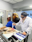 아픈 고양이 강아지 레이저치료기 슬개골탈구 목 경추 허리 디스크 재활 월 대여 상품 : Bormi Medical