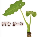 [아트플라워] 알로카시아 공기정화식물 플랜테리어 관엽식물 : ArtFlower
