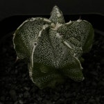 가시없는선인장/백조돌기란봉옥-4930 국내실생 아프리카농장 별모양 크리스마스오너먼트 닮은 식물 : 아프리카 농장