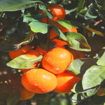 제주 삼달농원 노지감귤 15kg 대용량 맛있는 싱싱 달콤한 일반조생 농장직송 : 제주귤 팜