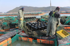 완도 40-70마리 꼬마전복 손질&솔 증정 산지직송 직배송 : 섬전복영어조합법인